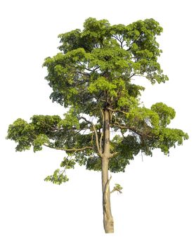 Big tree isolated on white background.