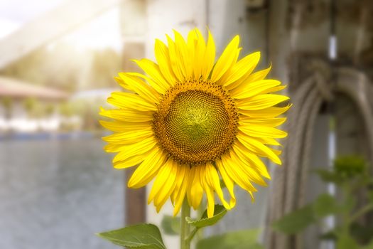 Flower sunflower in the garden. With copy space for text or design.