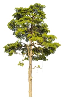 Big tree isolated on white background.