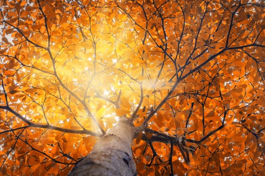 Nature concept. Top tree with Autumn Leaves shot from below and sun light.