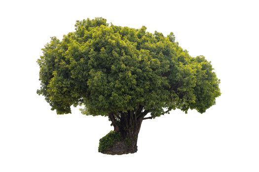 Tree isolated on white background.