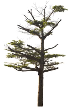 Big tree isolated on white background.