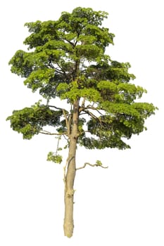 Big tree isolated on white background.