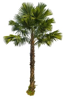 Palm tree isolated on white background