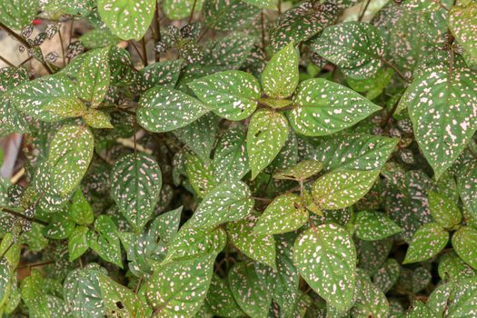 Hypoestes Phyllostachya with pink spotted leaves in tropical jungle, Bali island in Indonesia.Close up of ornamental leaf plant Polka Dot plant. Ornamental plant patterned foliage grown in rainforest.