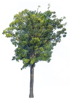 Big of tree isolated on white background. Alstonia scholaris tree isolated on white background.