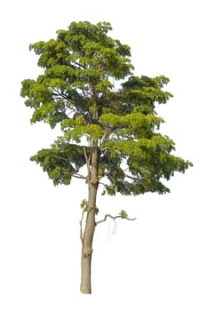 Big tree isolated on white background.