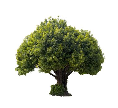Big tree isolated on white background.
