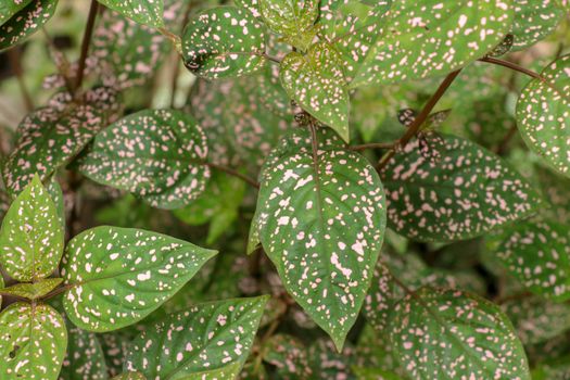 Hypoestes Phyllostachya with pink spotted leaves in tropical jungle, Bali island in Indonesia.Close up of ornamental leaf plant Polka Dot plant. Ornamental plant patterned foliage grown in rainforest.