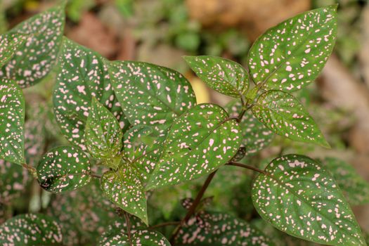 Hypoestes Phyllostachya with pink spotted leaves in tropical jungle, Bali island in Indonesia.Close up of ornamental leaf plant Polka Dot plant. Ornamental plant patterned foliage grown in rainforest.