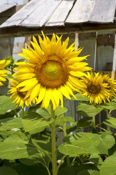 Flower sunflower in the garden. With copy space for text or design.