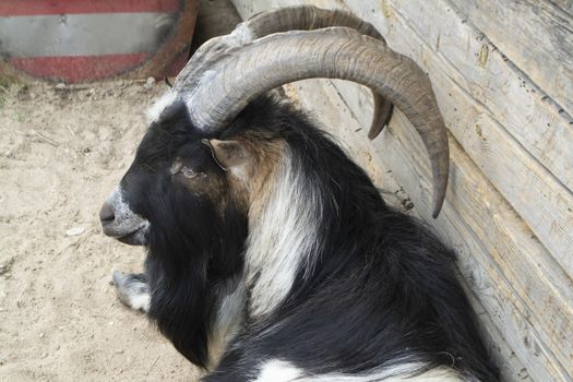 Goat portrait close up. Beautiful black and white goat in organic farm animals. Funny goat head with long horns