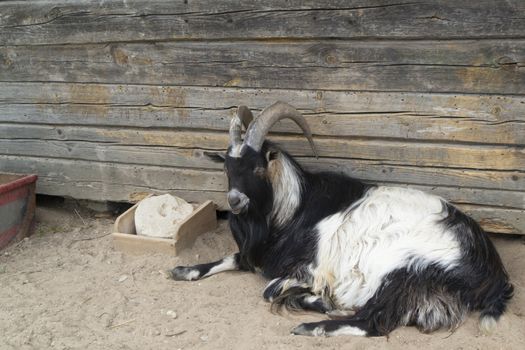 long horn goat in organic animals farm, black and white goat