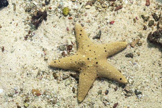 starfish in water sea with sand and little rock background. with copy space for text or design.