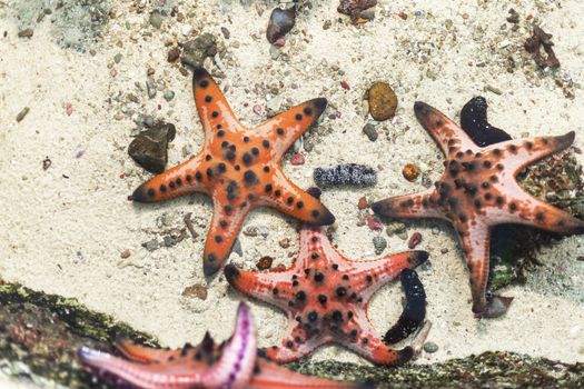 Many starfish in water sea with sand and little rock background. with copy space for text or design.