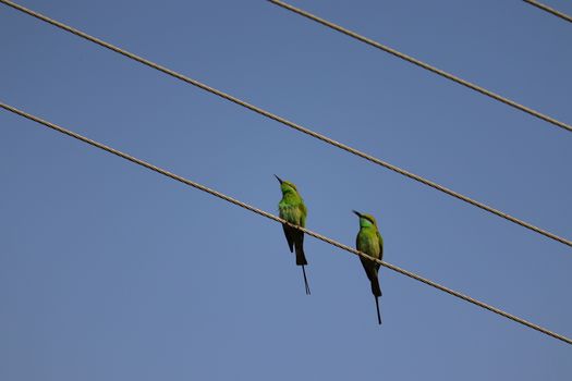 two birds image, bee-eater, royalty free bee-eater bird