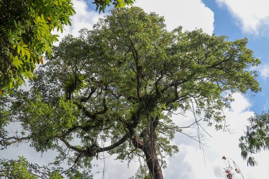 Asplenium Nidus parasites on branches in the crown of a huge tropical tree. Green leaves of Asplenium nidus. Bird's Nest Fern is an epiphytic species of fern in the family Aspleniaceae.