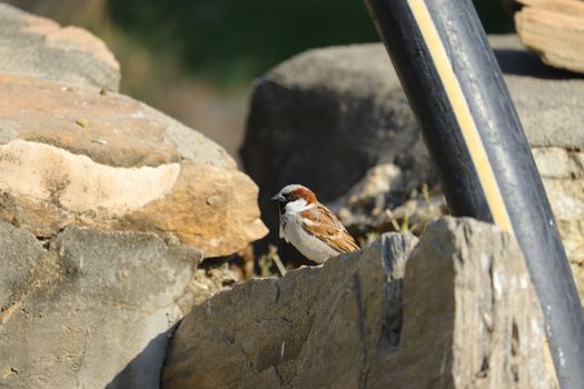 royalty free young sparrow image, sparrow bird