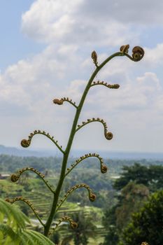 Young leaves Cyathea Arborea are rolled up and as they grow they unroll until they reach their horizontal position. West Indian treefern are produced in small sporangia on bottom side of their leaves