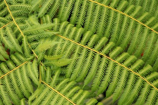 Top view of youg tropical tree Cyathea Arborea. Close up of branches of West Indian treefern. Tree fern, Cyathea arborea, and tropical vegetation in a misty forest. Best background for your project.