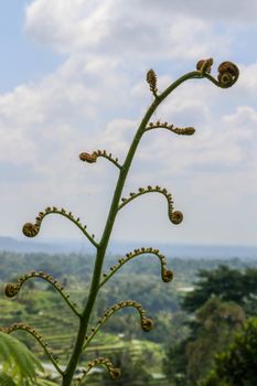 Young leaves Cyathea Arborea are rolled up and as they grow they unroll until they reach their horizontal position. West Indian treefern are produced in small sporangia on bottom side of their leaves