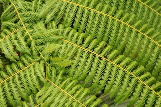 Top view of youg tropical tree Cyathea Arborea. Close up of branches of West Indian treefern. Tree fern, Cyathea arborea, and tropical vegetation in a misty forest. Best background for your project.