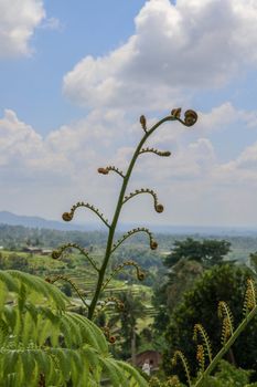 Young leaves Cyathea Arborea are rolled up and as they grow they unroll until they reach their horizontal position. West Indian treefern are produced in small sporangia on bottom side of their leaves