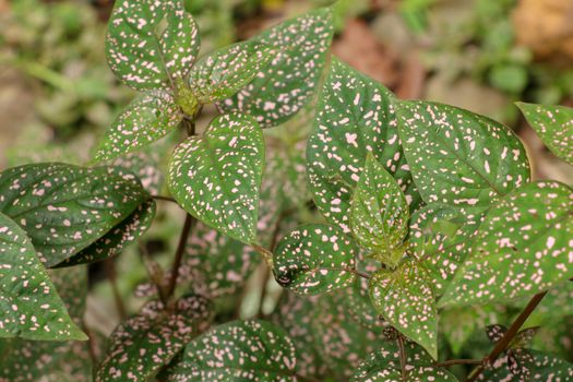 Hypoestes Phyllostachya with pink spotted leaves in tropical jungle, Bali island in Indonesia.Close up of ornamental leaf plant Polka Dot plant. Ornamental plant patterned foliage grown in rainforest.