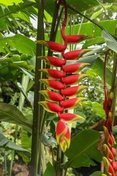 Close up of Heliconia Rostrata ten day on green leaves background. Red flowers inflorescence lobster-claws wild plantains or false bird-of-paradise. Beautiful Toucan Peak flower in garden.