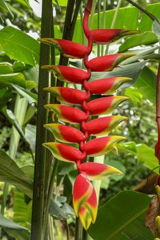 Close up of Heliconia Rostrata inflorescence wild plantains. Beautiful Red lobster-claws flower in a garden. Common names for the genus include Hanging lobster claw or False bird of paradise.