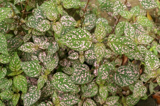 Hypoestes Phyllostachya with pink spotted leaves in tropical jungle, Bali island in Indonesia.Close up of ornamental leaf plant Polka Dot plant. Ornamental plant patterned foliage grown in rainforest.