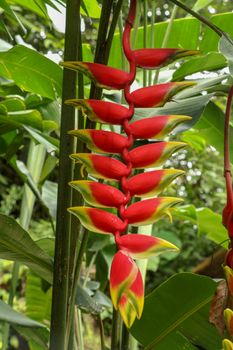 Close up of Heliconia Rostrata ten day on green leaves background. Red flowers inflorescence lobster-claws wild plantains or false bird-of-paradise. Beautiful Toucan Peak flower in garden.