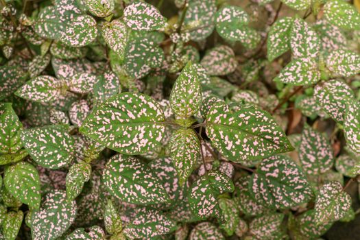 Hypoestes Phyllostachya with pink spotted leaves in tropical jungle, Bali island in Indonesia.Close up of ornamental leaf plant Polka Dot plant. Ornamental plant patterned foliage grown in rainforest.