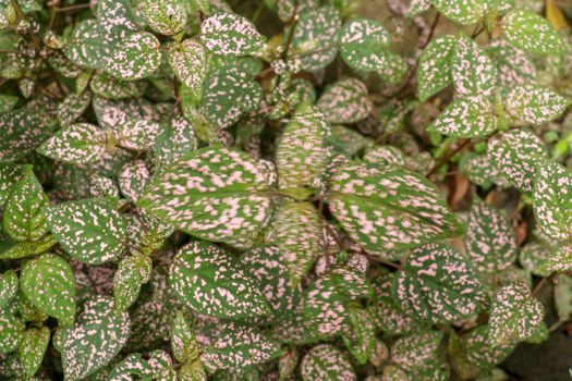 Hypoestes Phyllostachya with pink spotted leaves in tropical jungle, Bali island in Indonesia.Close up of ornamental leaf plant Polka Dot plant. Ornamental plant patterned foliage grown in rainforest.