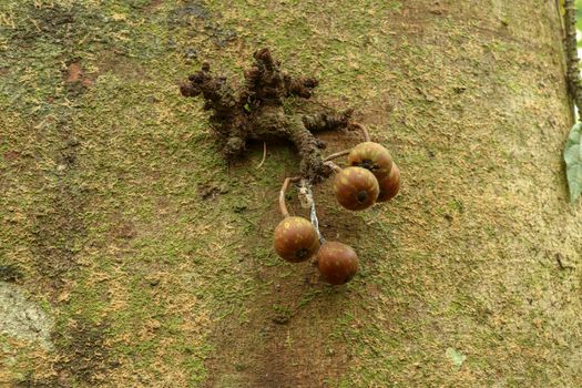 Variegated Fig Fruits Ficus variegata growing on tree trunk at jungle in Bali Island, Indonesia. Common red stem-fig. They are round on long stalks and with pale streaks. Fruit eating birds.