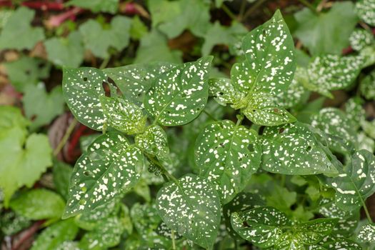 Hypoestes Phyllostachya with pink spotted leaves in tropical jungle, Bali island in Indonesia.Close up of ornamental leaf plant Polka Dot plant. Ornamental plant patterned foliage grown in rainforest.