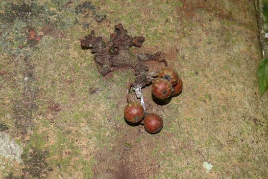 Ficus variegata, the common red stems fig tree produces green fruits and they turn rose-red when ripe. They are round on long stalks and with pale streaks. Fruit eating birds, squirrels feed on them.