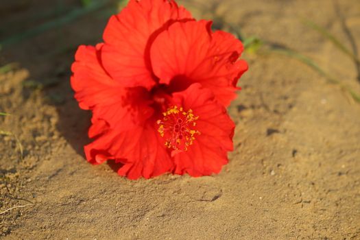 royalty free red hibiscus flower image, red hibiscus flower laying on ground, macro hd image