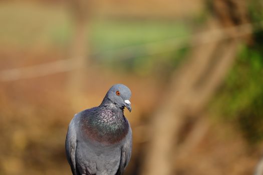 royalty free pigeon photo, portrait pigeon hd image, background