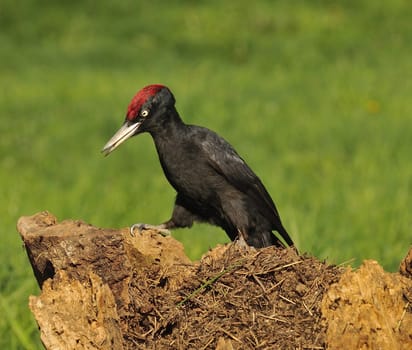 Black woodpecker, Dryocopus martius perched on old dry branch in the middle of forest with green background