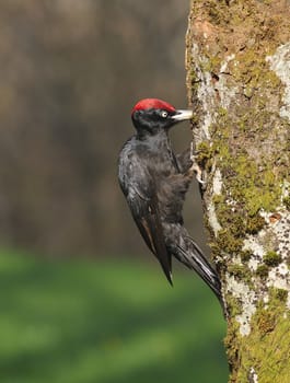 Black woodpecker, Dryocopus martius perched on old dry branch in the middle of forest with grey background