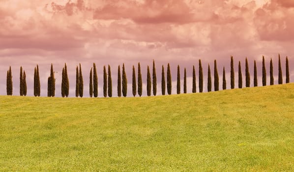 Typical tuscan countryside with cypress and meadow