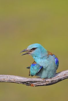 European roller perched on a branch with unfocused background.