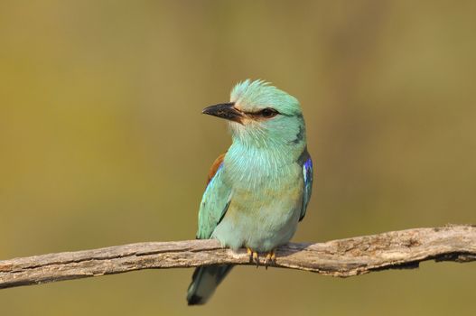 European roller perched on a branch with unfocused background.