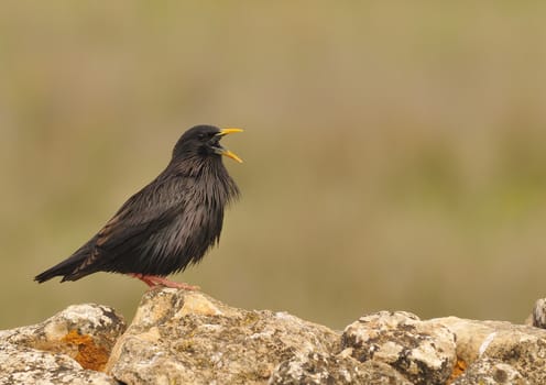 Spotless starling perched on a stone with brown background.