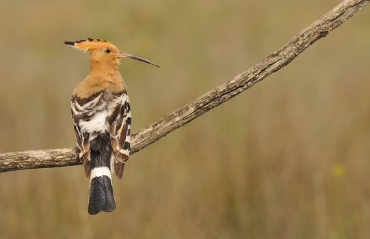 Eurasian Hoopoe or Upupa epops, beautiful brown bird perching on branch waiting to feed its chicks with brown background.