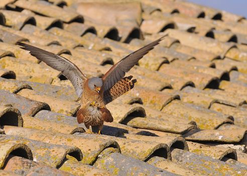 Male and female of Lesser kestrel copulating.