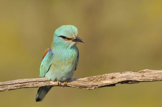 European roller perched on a branch with unfocused background.