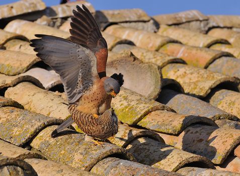 Male and female of Lesser kestrel copulating.