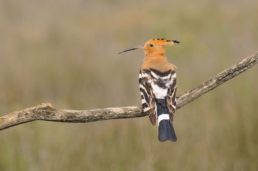 Eurasian Hoopoe or Upupa epops, beautiful brown bird perching on branch waiting to feed its chicks with brown background.